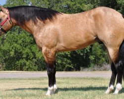 Pferd Chex Out My Smokngun (Quarter Horse, 2011, von Helluva Chex)