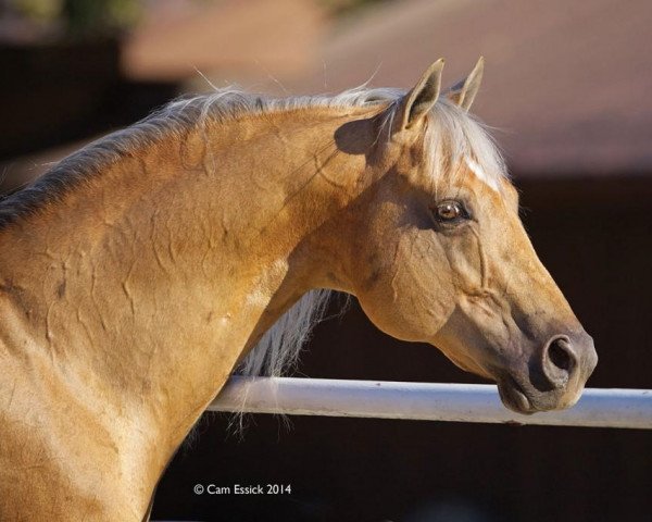 Deckhengst Lena Spark (Quarter Horse, 1999, von Shining Spark)