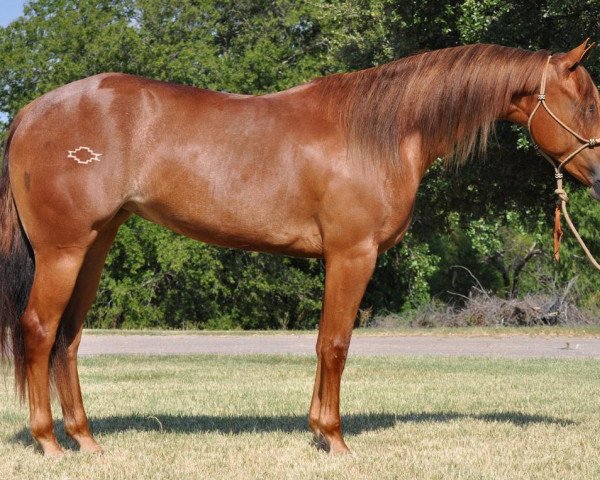 Pferd SL Olenas Light (Quarter Horse, 2011, von Lena Spark)