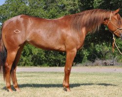 horse SL Olenas Light (Quarter Horse, 2011, from Lena Spark)