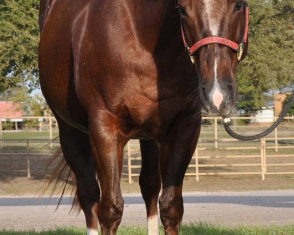 Zuchtstute Smart Lady Doc (Quarter Horse, 2000, von Smart Little Lena)