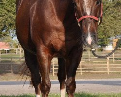 broodmare Smart Lady Doc (Quarter Horse, 2000, from Smart Little Lena)