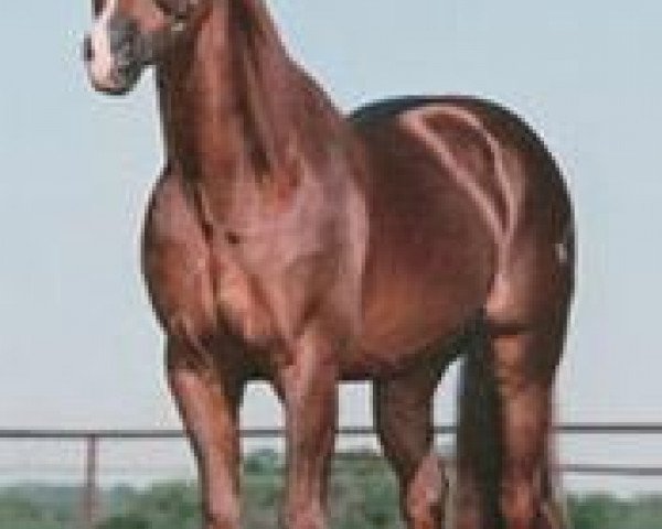 Deckhengst Smart Aristocrat (Quarter Horse, 1991, von Smart Little Lena)