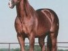 stallion Smart Aristocrat (Quarter Horse, 1991, from Smart Little Lena)