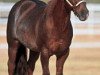 Deckhengst High Brow Cat (Quarter Horse, 1988, von High Brown Hickory)