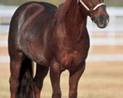 Deckhengst High Brow Cat (Quarter Horse, 1988, von High Brown Hickory)