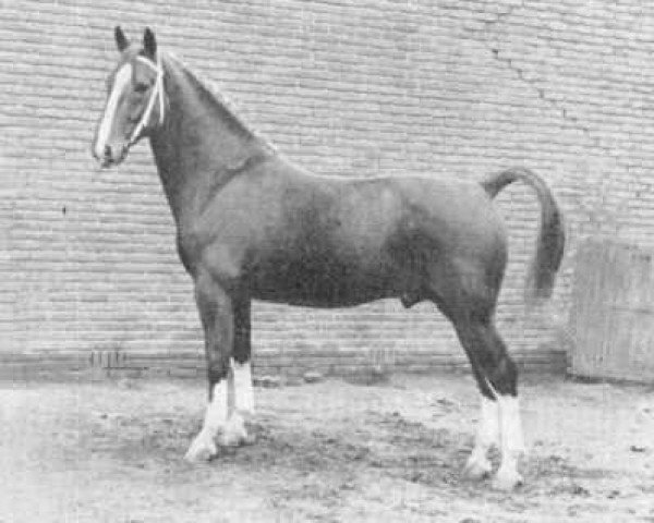 stallion Victor (Gelderland, 1956, from Odin van Wittenstein)