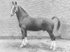 stallion Victor (Gelderland, 1956, from Odin van Wittenstein)