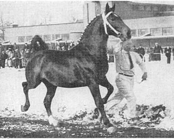 stallion Pronko (Gelderland, 1951, from Kurassier)