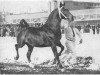 stallion Pronko (Gelderland, 1951, from Kurassier)