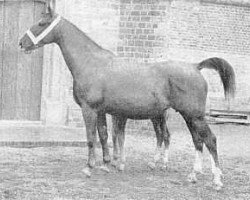 broodmare Niene (Gelderland, 1949, from L'Invasion AN)