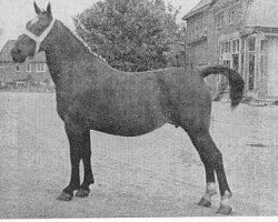 broodmare Jolinde van Wittenstein (Gelderland, 1945, from Caesar)