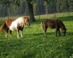 Pferd Whiteside Gay Gordon (Shetland Pony, 2014, von Georg)