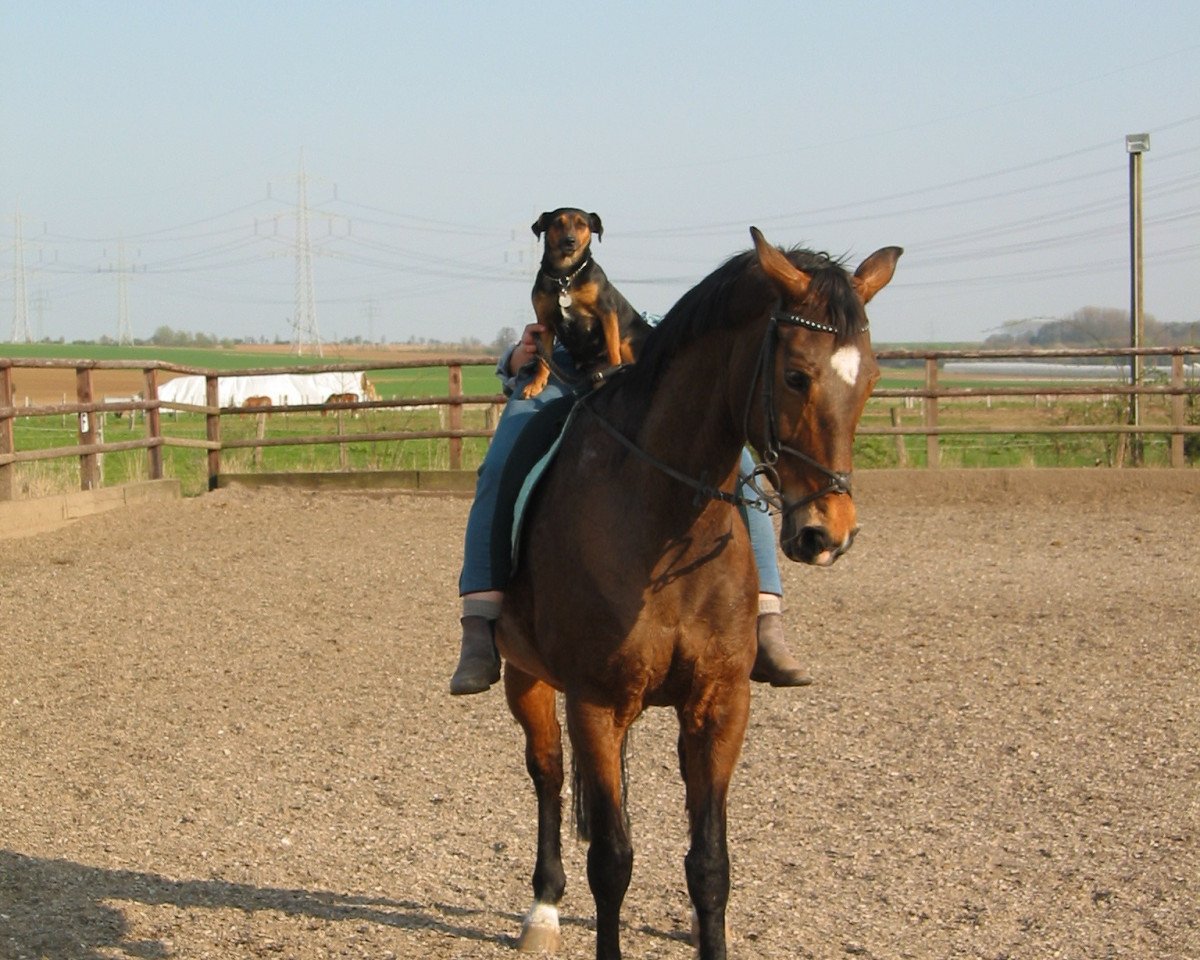 broodmare Hydra (KWPN (Royal Dutch Sporthorse), 1989, from Mytens xx)