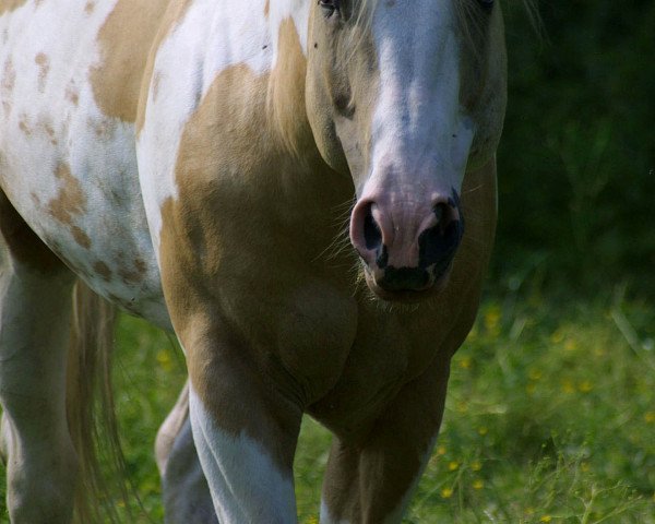 stallion Totle Beeline (Paint Horse, 1992, from Aristotle)