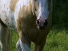 Deckhengst Totle Beeline (Paint Horse, 1992, von Aristotle)