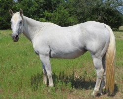 Zuchtstute Almost Starlight (Quarter Horse, 1992, von Grays Starlight)