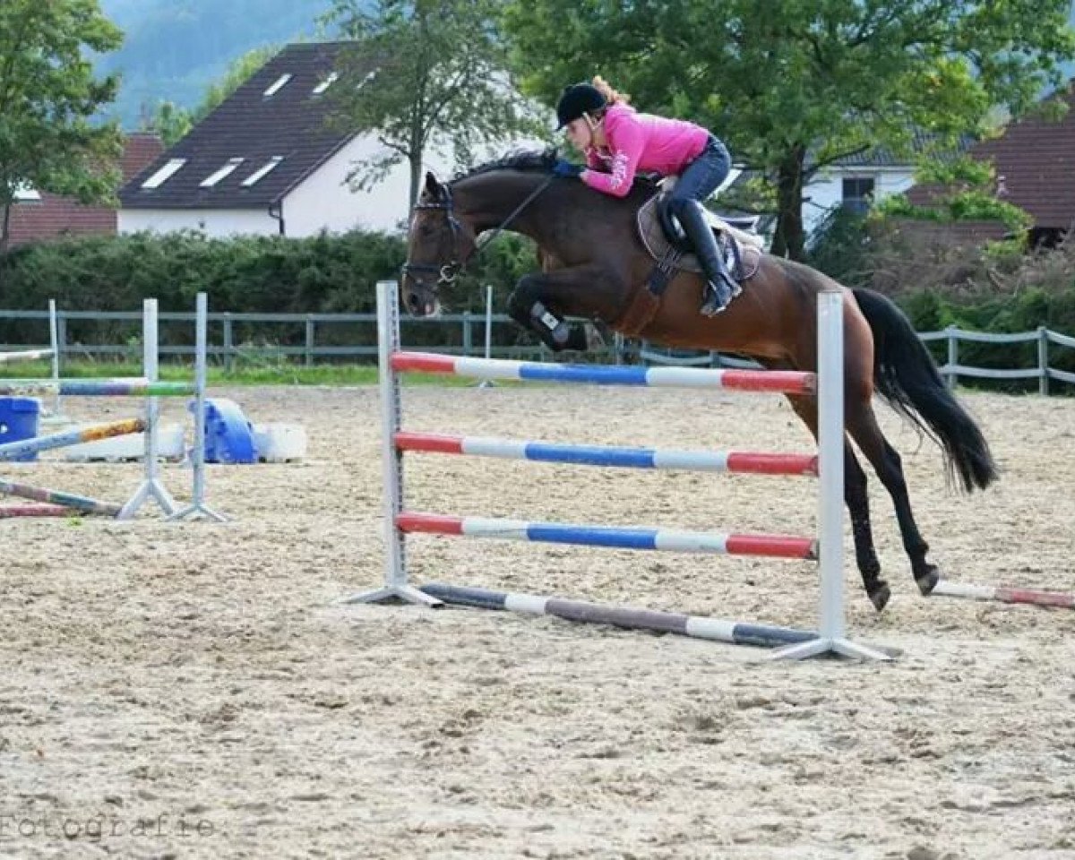 broodmare Carmen 269 (Oldenburg, 2008, from Cassus 2)