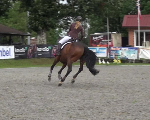 Giebelwald Classics mit Westfälische Meisterschaften Dressur und Springen 2021