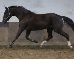 dressage horse Dream of Diamond (Oldenburg, 2010, from Don Diamond)