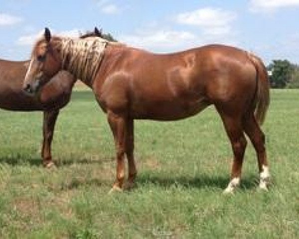 Zuchtstute Starbucks Hat (Quarter Horse, 2001, von Smart Starbuck)