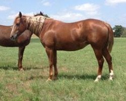 broodmare Starbucks Hat (Quarter Horse, 2001, from Smart Starbuck)