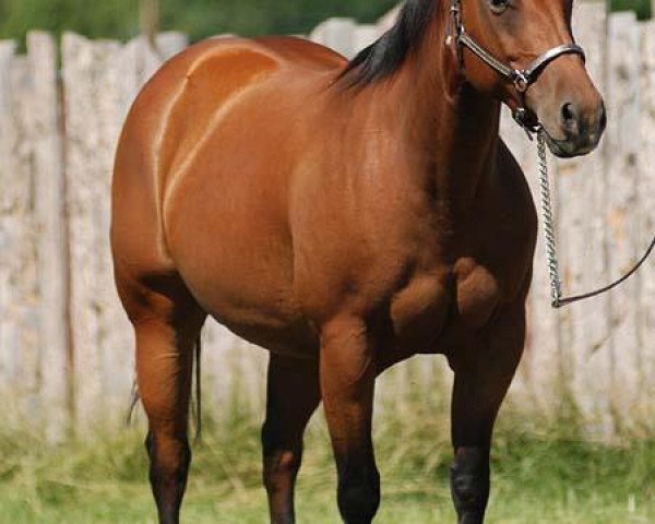 broodmare WSR Cassies Dual (Quarter Horse, 2002, from Dual Pep)