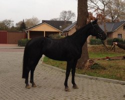 broodmare Casadori (Hanoverian, 2008, from Bmc Don Cardinale)