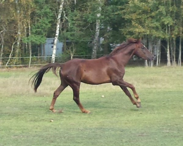 Pferd Fengario (Westfale, 2010, von Unhold xx)