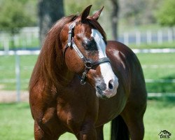 Deckhengst Cowboy Smarts (Quarter Horse, 1998, von Smart Chic Olena)