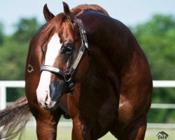 stallion Heaven Sent Chic (Quarter Horse, 2008, from Smart Chic Olena)