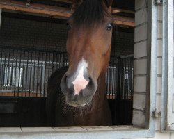 horse Coldini (Holsteiner, 2000, from Carolus I)