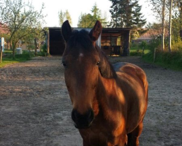 horse Lady (Holsteiner, 2006)