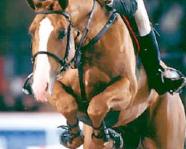 stallion Ksar Sitte (Belgium Sporthorse, 1994, from Darco)