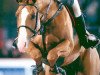 Deckhengst Ksar Sitte (Belgium Sporthorse, 1994, von Darco)