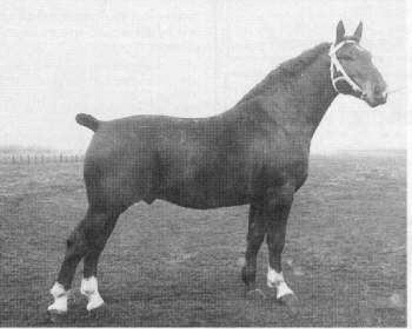 stallion Edeljonker (Groningen, 1940, from Hendrik)