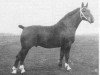 stallion Edeljonker (Groningen, 1940, from Hendrik)