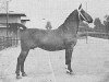 broodmare Ledine (Groningen, 1947, from Dijkgraaf)