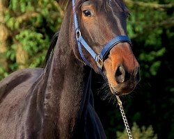 broodmare Rockdiva (Oldenburg, 2012, from Ron Rubin)