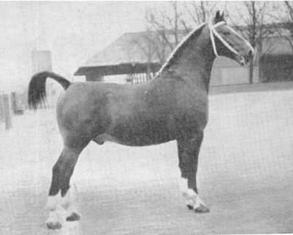 stallion Vendelier (Groningen, 1956, from Pepijn)