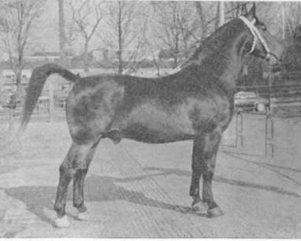 stallion Wiardus (Groningen, 1957, from Pepijn)