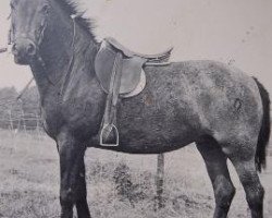 Zuchtstute Warren Pinkie (New-Forest-Pony, 1955, von Dan, forest horse)