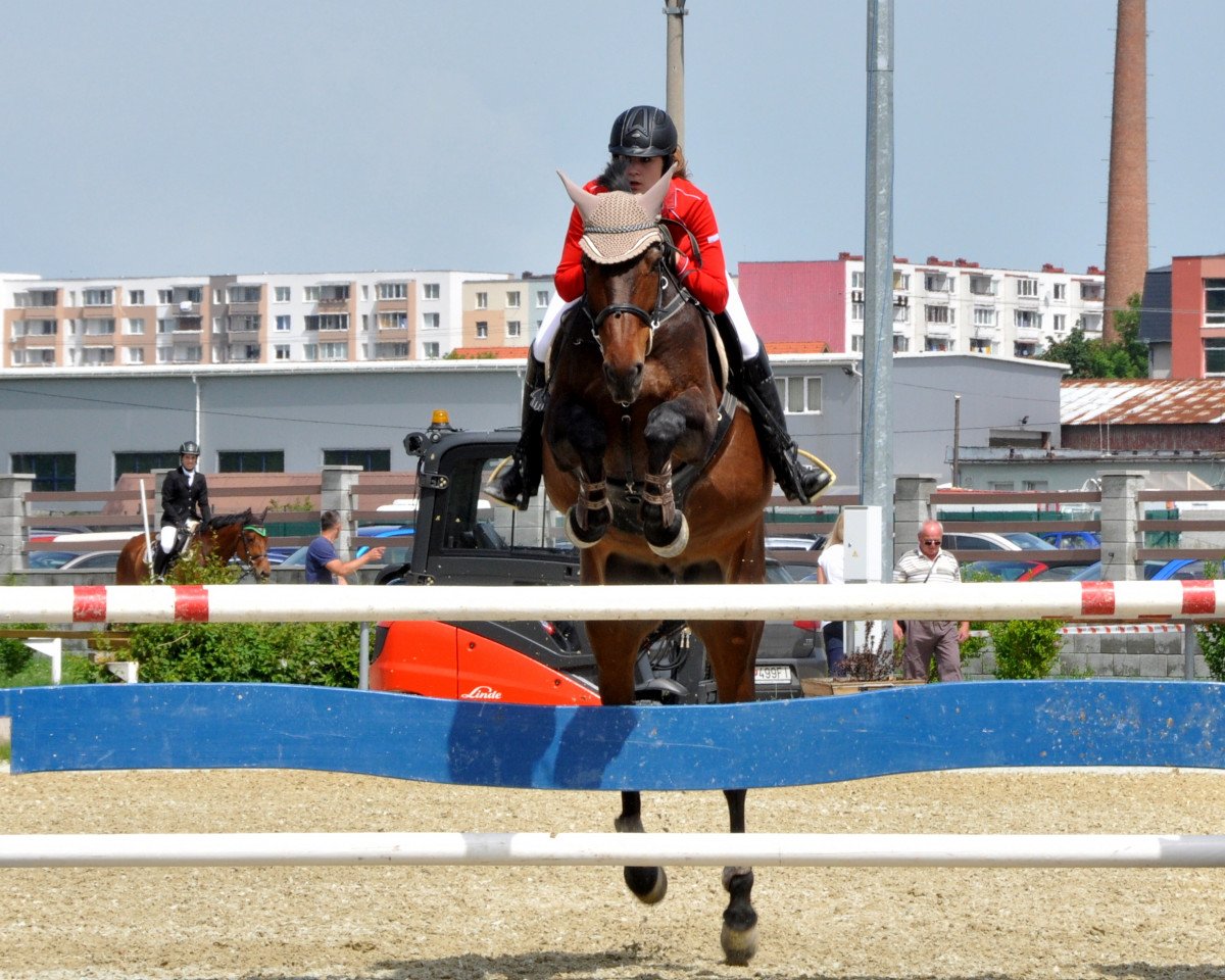 horse Roxanne 9 (Austrian Warmblood, 1999, from Calando II)