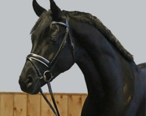 dressage horse Fantastic (Hanoverian, 2010, from Fürst Romancier)