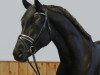 dressage horse Fantastic (Hanoverian, 2010, from Fürst Romancier)