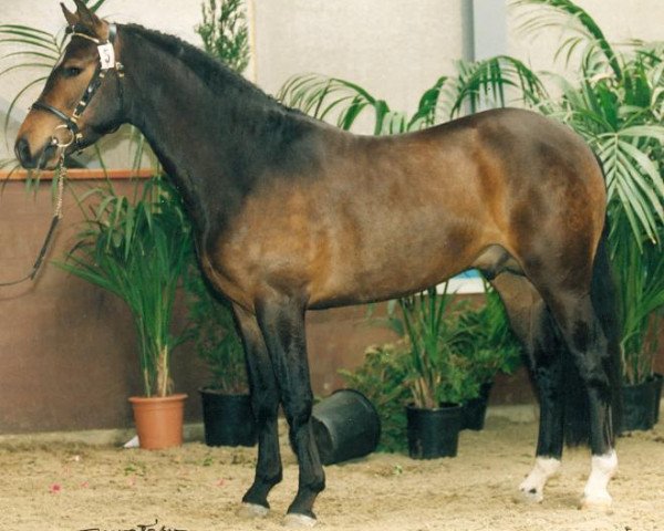 Deckhengst Voltaire (Belgisches Reitpony, 1994, von Large Rivers Cleopas)