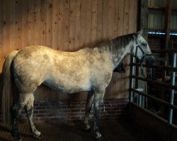 Pferd Fly (Deutsches Reitpferd, 2001, von Zino ox)