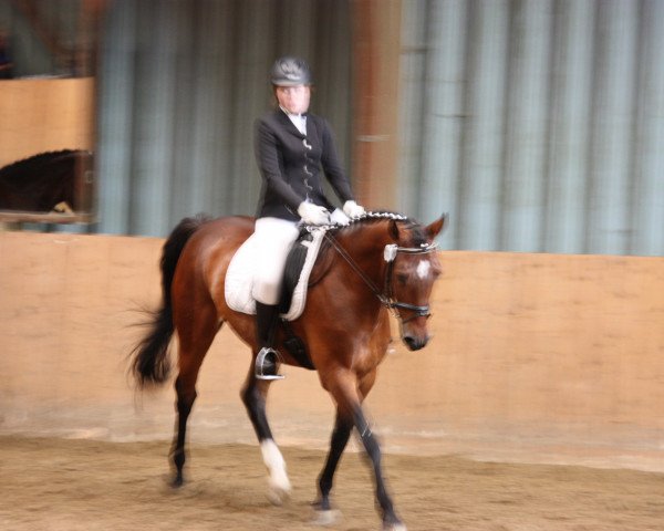 dressage horse Chakir 2 (Hessian Warmblood, 2004, from Chequille 2)