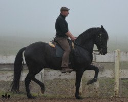 Pferd Andalusierwallach (Andalusier bzw/Pferde reiner spanischer Rasse, 2006)