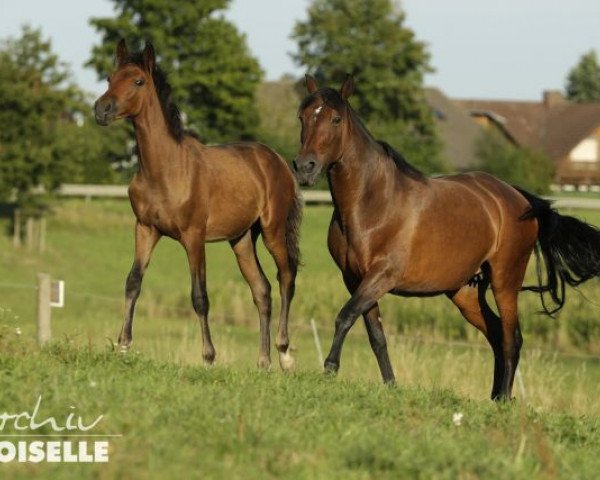 broodmare Volteadora II (Carthusian Carthusian horse/Cartujano, 2002, from Trenzado V)